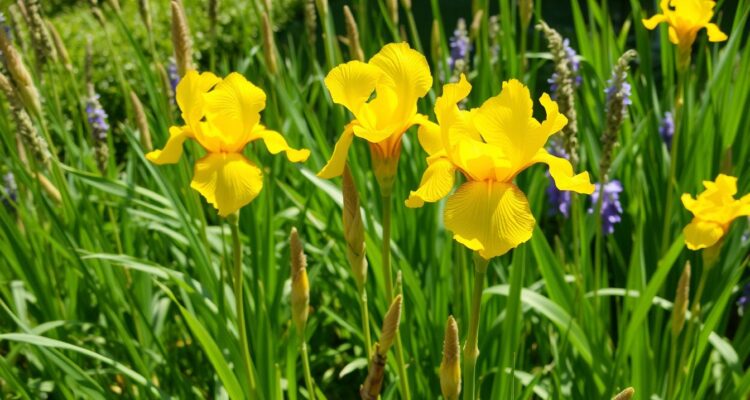 kosaciec żyłkowany